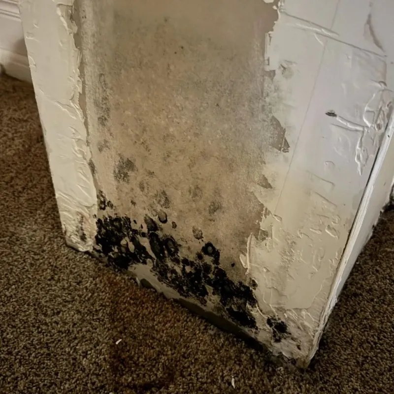 Professional Mold Removal in Oskaloosa, IA